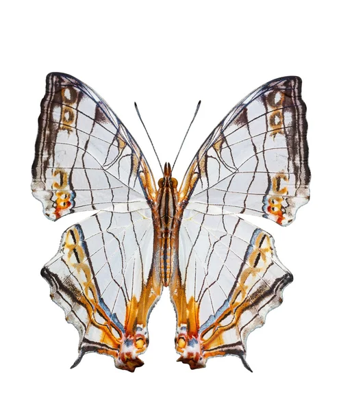 Izolované společné mapa motýla — Stock fotografie