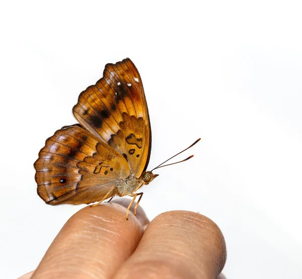 Mujer de siamés negro precio mariposa en el dedo —  Fotos de Stock