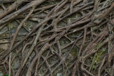 yaşlı ağacın kökü