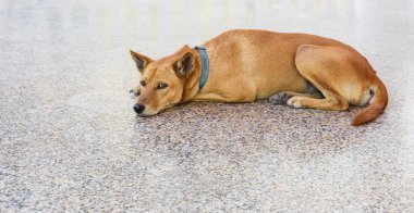 Kahverengi köpek yere dinlenme