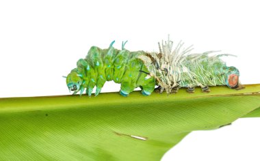 En büyük caterpillar attacus atlas moth beyaz deri deri değiştirme
