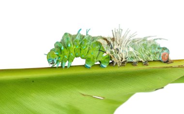 Molting skin of  largest caterpillar attacus atlas moth in white clipart