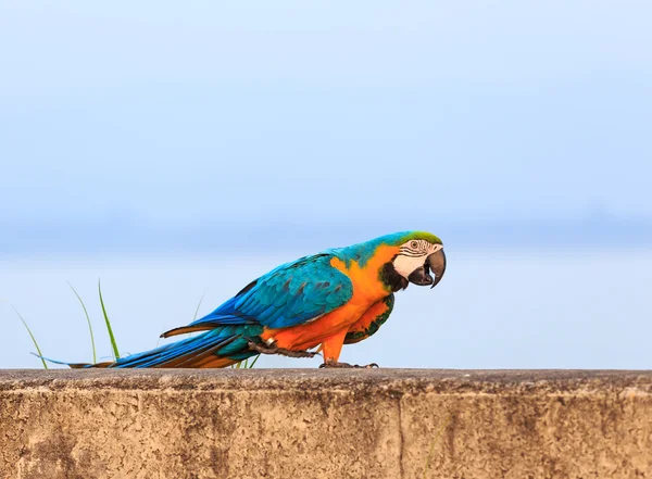 Farbenfroher Ara — Stockfoto