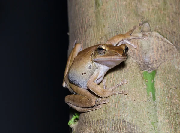 Brown tree frog — Stock Photo, Image
