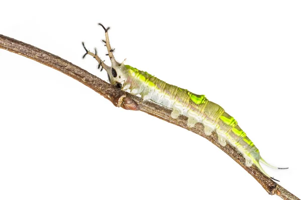 Close-up van gemeenschappelijke Pasha caterpillar — Stockfoto