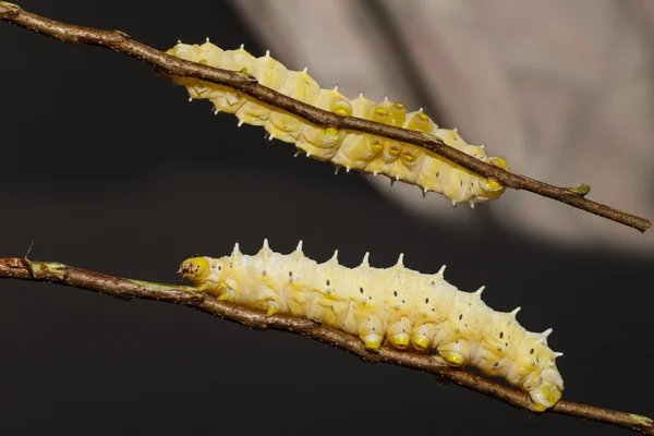 Larv av eri silk moth — Stockfoto