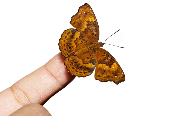 Female of siamese black price butterfly on finger — Stock Photo, Image