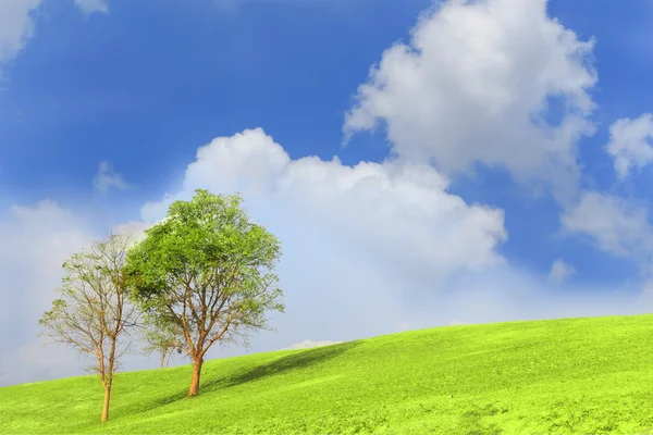 Árvores na colina com nuvem e céu — Fotografia de Stock