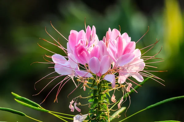 Flor branca e rosa cleome — Fotografia de Stock