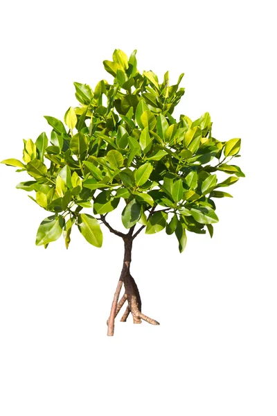 Ізольоване молоде мангрове дерево — стокове фото
