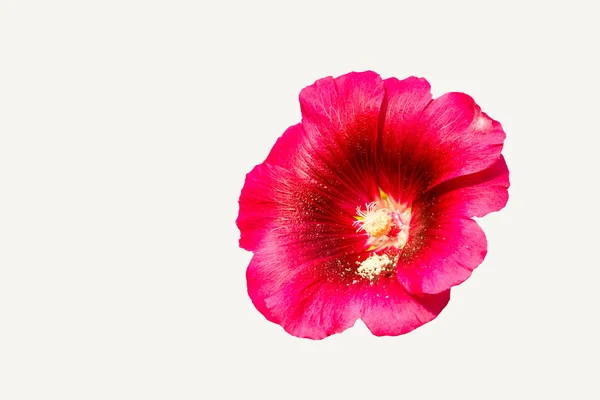 Isolated pink hollyhock flower — Stock Photo, Image
