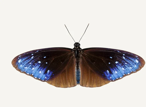 Geïsoleerde bovenaanzicht van gestreepte blauwe kraai vlinder — Stockfoto