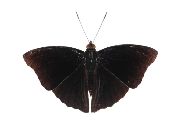 Isolé mâle du prince siamois noir papillon — Photo