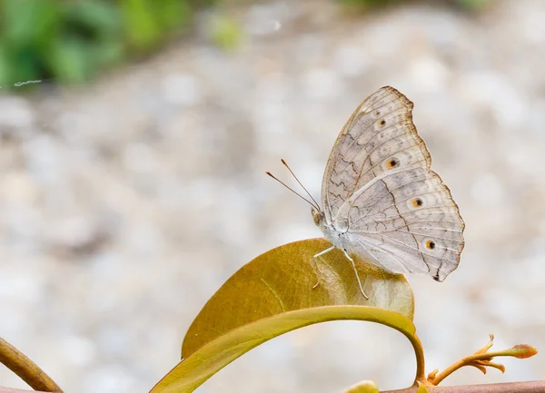 Nahaufnahme von grauem Stiefmütterchen oder grauem Stiefmütterchen (Junonia atlites) Schmetterling — Stockfoto