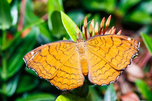 Farfalla di ricino angolata — Foto Stock