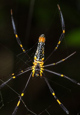 Örümcek kadar web (Nephila maculata kapatın)