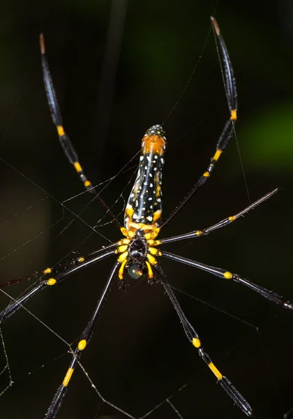 Close up Spider on the web (Nephila maculata) — Stock Photo, Image