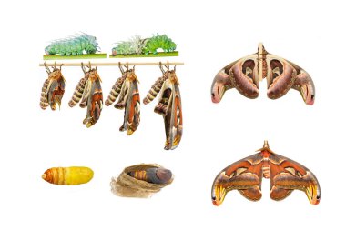 Male attacus atlas moth life cycle clipart