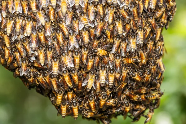 Bee werknemer bij elkaar te houden voor bijenkorf — Stockfoto