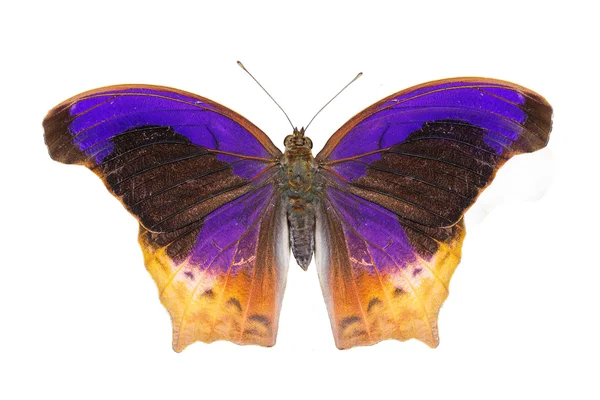 Geïsoleerd vlinder grote Assyrische (Terinos atlita) — Stockfoto