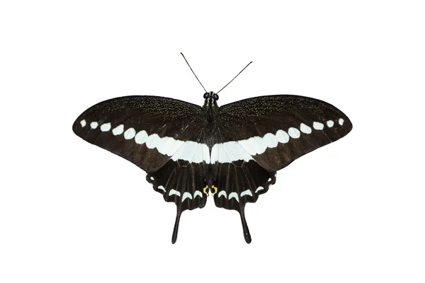 Geïsoleerde Banded Papilionidae vlinder (Papilio demolion) — Stockfoto