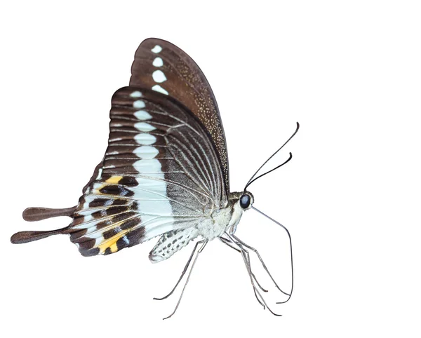 Isoalted Banded swallowtail mariposa (demolición de Papilio ) — Foto de Stock