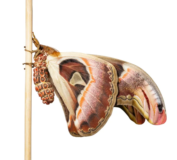 Geïsoleerde mannelijke attacus atlas nachtvlinder — Stockfoto