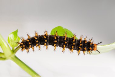 Caterpillar büyük eggfly kelebek