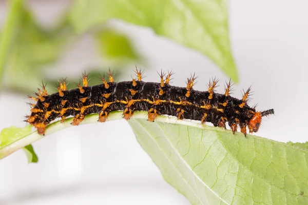 Caterpillar of great eggfly butterfly — Stock Photo, Image