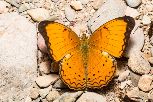 Orange Large yeoman butterfly — Stock Photo, Image