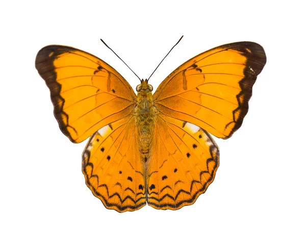 Laranja isolada grande yeoman borboleta — Fotografia de Stock