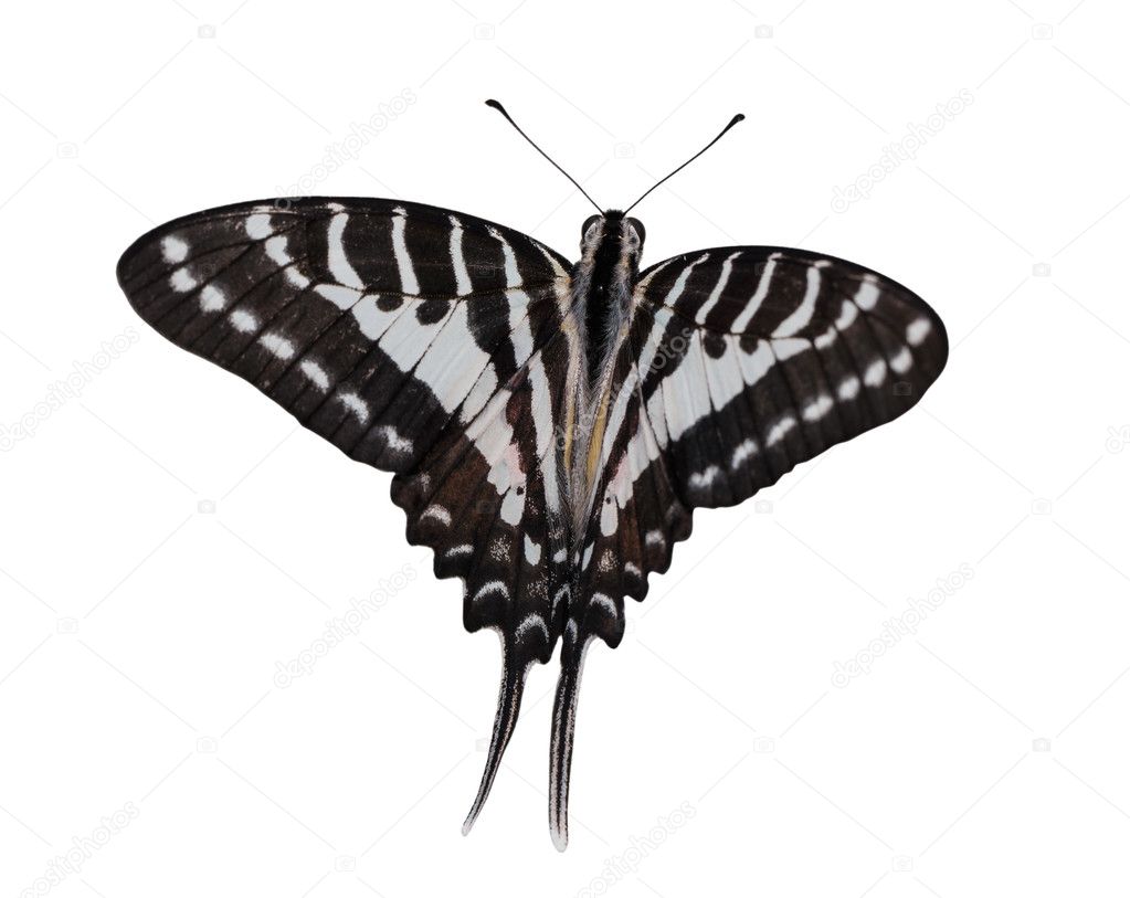 Isolated top view of Spot Swardtail butterfly
