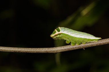 Beş Caterpillar swordtail kelebek (antiphates pompiliu bar