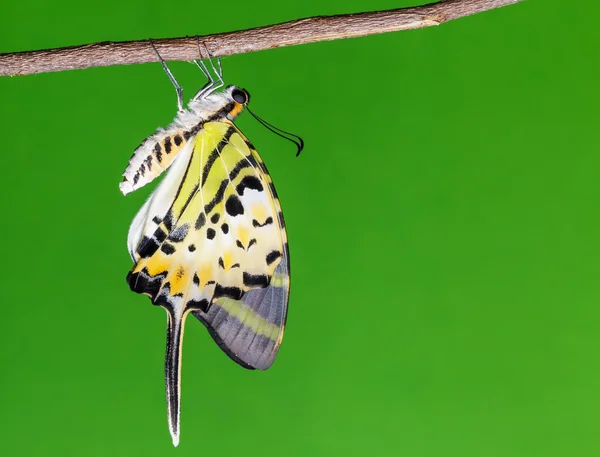 Borboleta de cauda de espada de cinco bar (antiphates pompilius ) — Fotografia de Stock