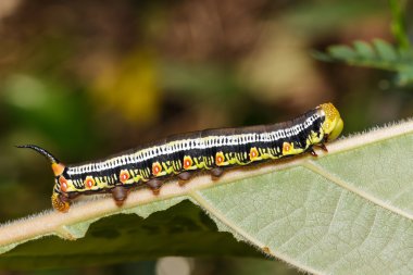 Para Hawk güve (Cephonodes hylas Linnaeus) caterpillar