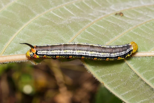 Κορυφή της διαφανής σκώρος Hawk (Cephonodes Ύλας Linnaeus) caterpilla — Φωτογραφία Αρχείου
