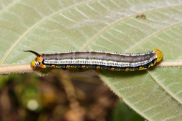 Víztiszta Hawk moly (Cephonodes hylas Linnaeus) caterpilla tetején — Stock Fotó