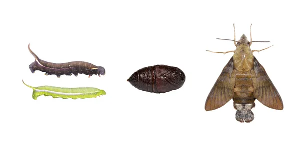 Isolierter Lebenszyklus der Makroglossum-Sittien-Motte — Stockfoto