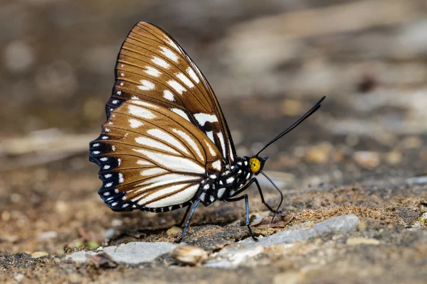 De gemeenschappelijke courtisane vlinder — Stockfoto