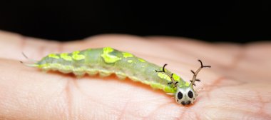 Ortak Paşa tereyağlı Caterpillar kadar kapatın
