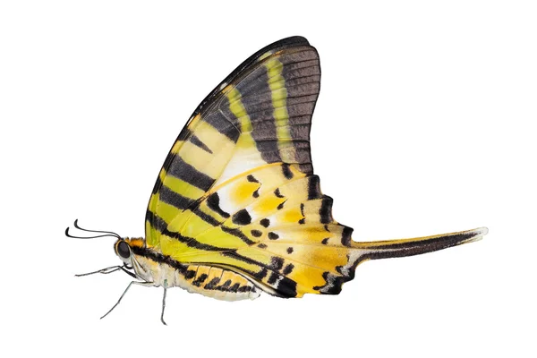 5 화이트에 나비 바 절연 — 스톡 사진