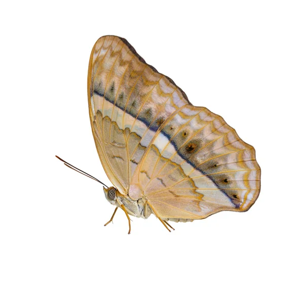 Isolierte gemeinsame yeoman Schmetterling auf weißem Hintergrund — Stockfoto