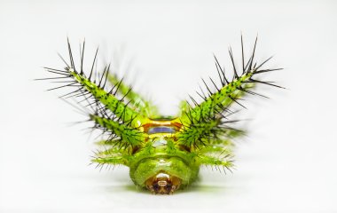 Isırgan otu slug caterpillar phocoderma velutina güve