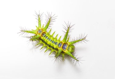 Isırgan otu slug caterpillar güve Üstten Görünüm