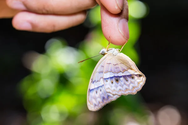 Mariposa yeoman común colgando en el dedo —  Fotos de Stock