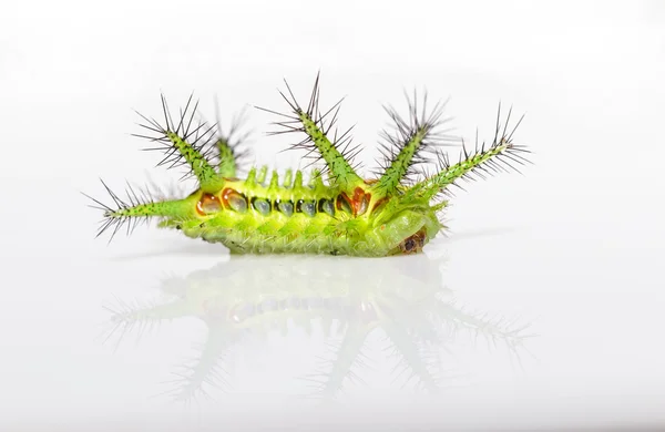 Phocoderma 绒毛白蜡蛾的荨麻蛞蝓毛虫 — 图库照片