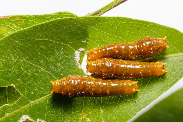 Tredje instar caterpillar för Bandad swallowtail butterfly — Stockfoto