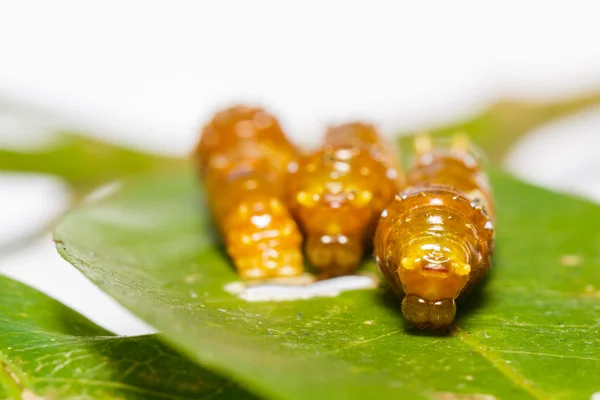 Derde instar rups van gestreepte Papilionidae vlinder — Stockfoto