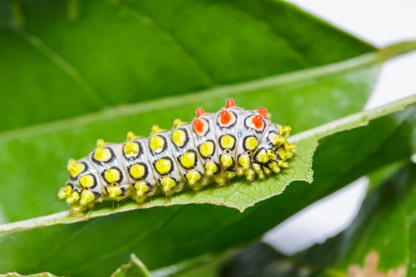 Caterpillar of Drury's Jewel moth — Zdjęcie stockowe