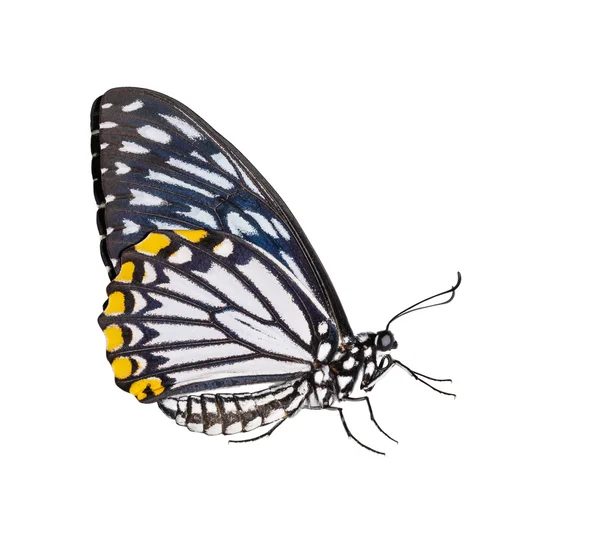 Mariposa mímica común masculina aislada — Foto de Stock